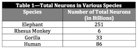 Table 1: Total Neurons in Various Species
